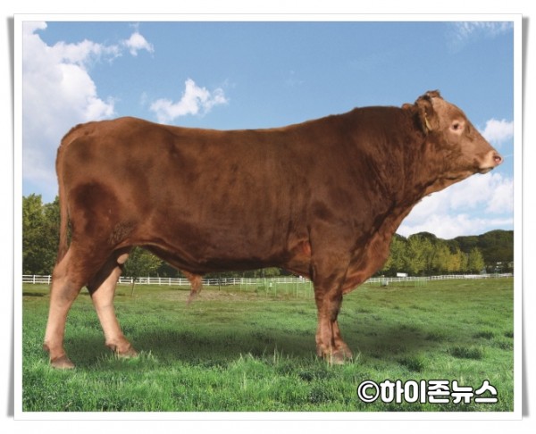 batch_[크기변환]4-1. 강원한우 20호(KPN1392).jpg