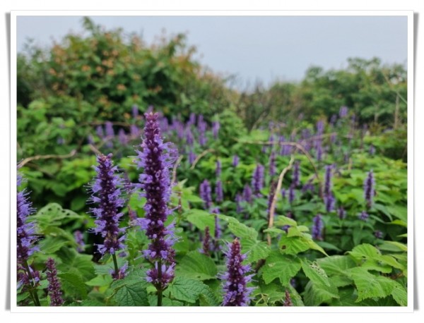 0hi배초향 (2).jpg