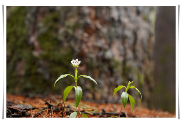 rehi태백개별꽃 야생화 사진.png