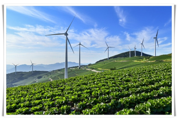 rehi(사진)태백시  올 여름 성수기 매봉산 바람의 언덕 출입 통제.JPG